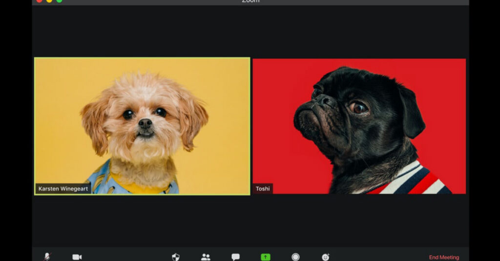 puppies in a zoom meeting