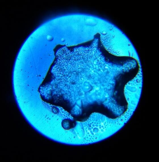 snowflake at high magnification, mostly melted