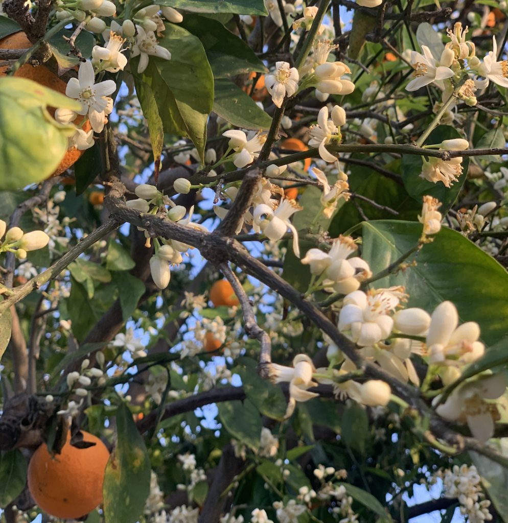 white orange blossoms on a citrus tree