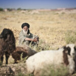 Shepard with lambs