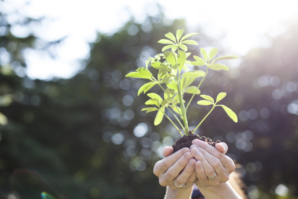 hands holding a new plant