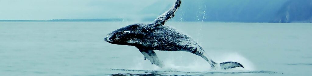 whale breaching the water