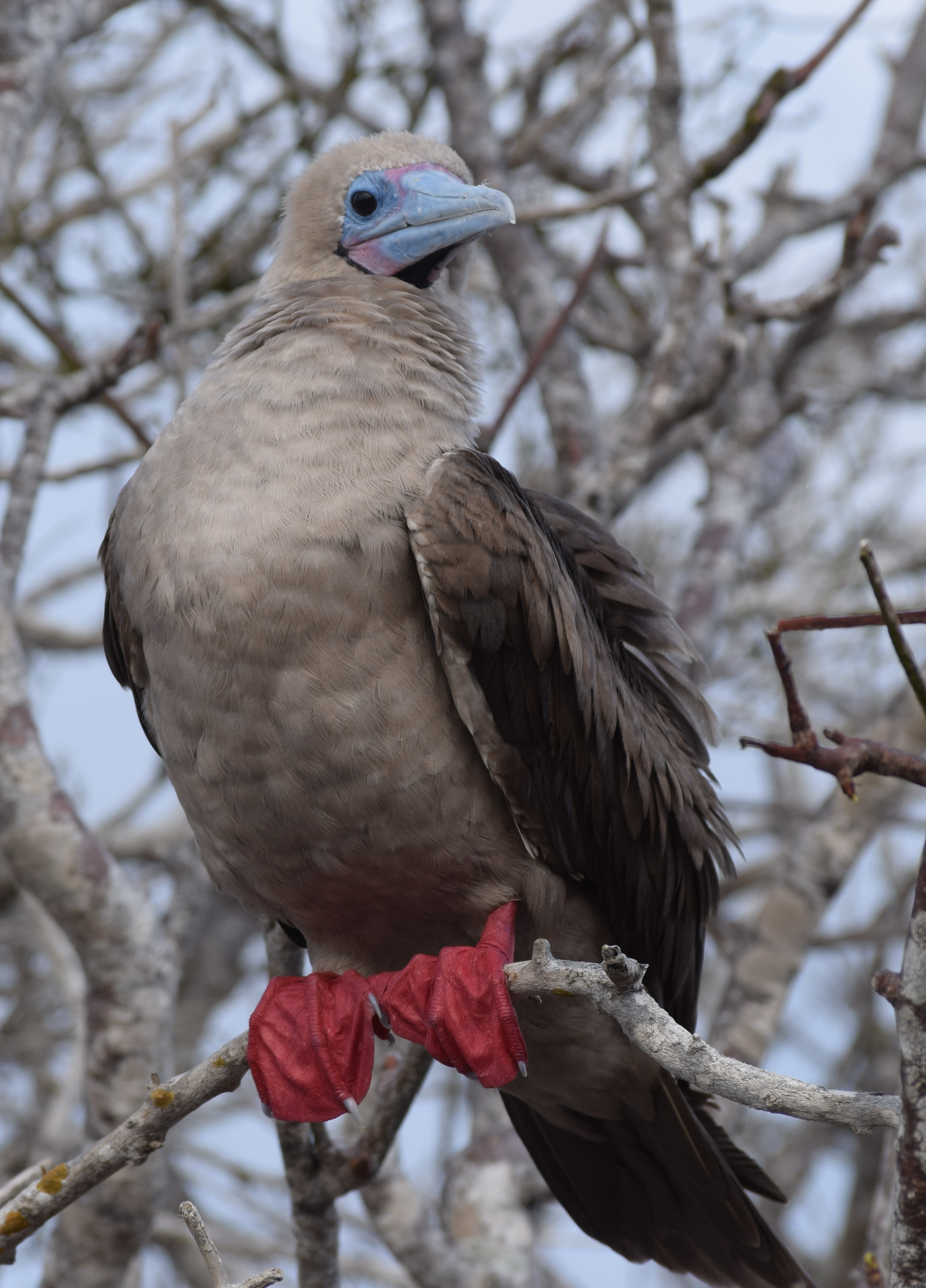 red-footed booby Galapagos