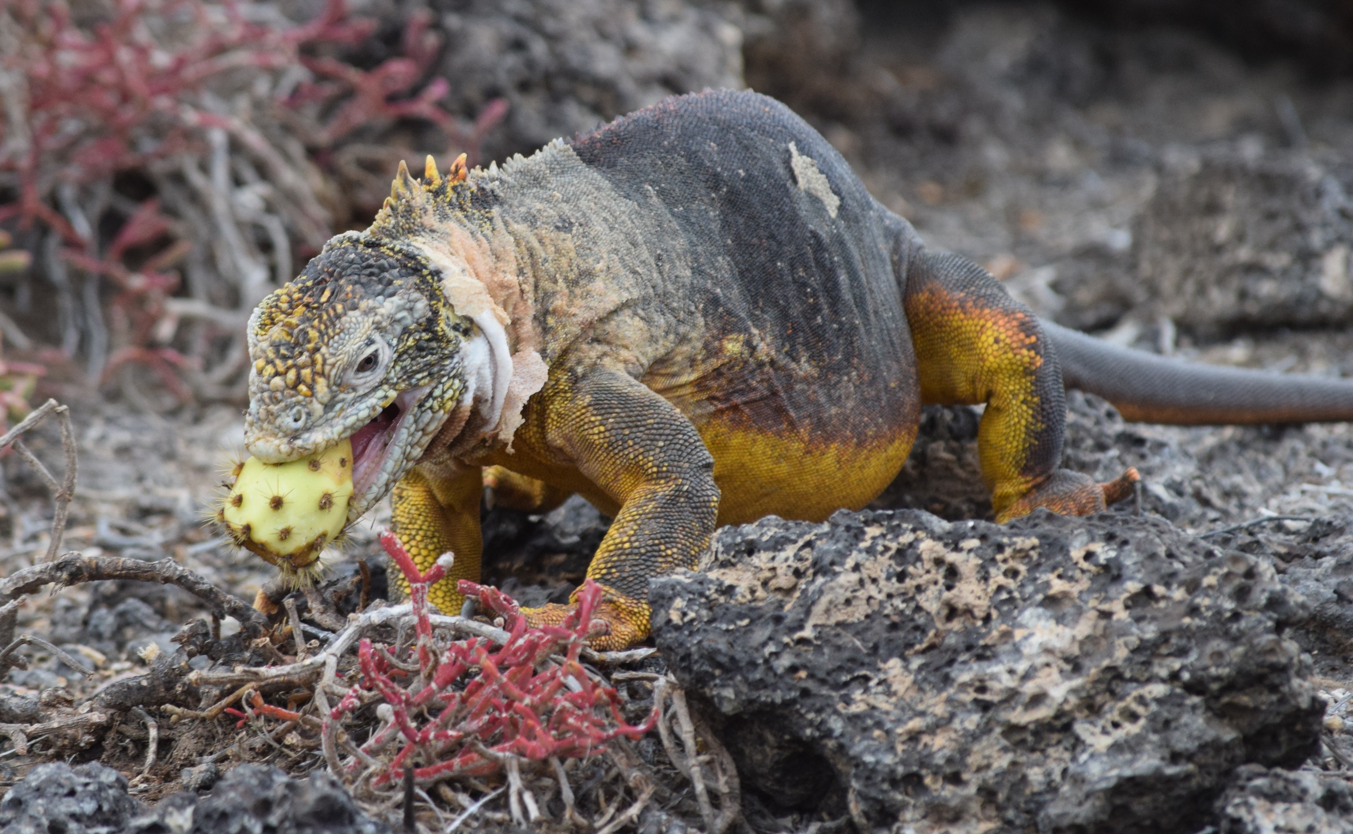 Galapagos lizard