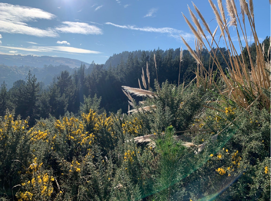 Forest in Dunedin, New Zealand