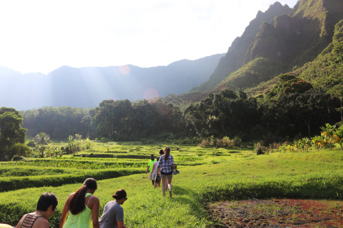 students exploring hawaii