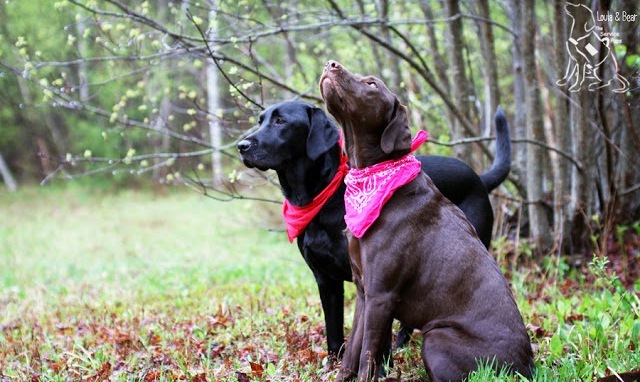 Loula and Bear the Service Pups