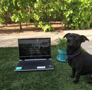 image of laptop on grass next to a small house plant and a small black dog