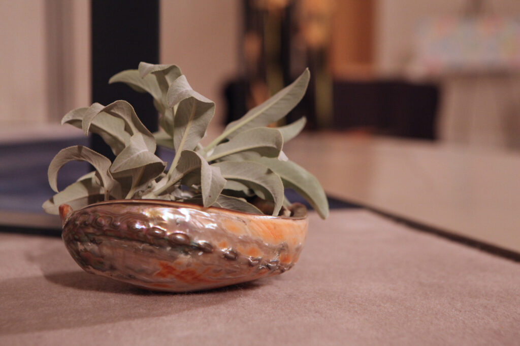 plant in a shell