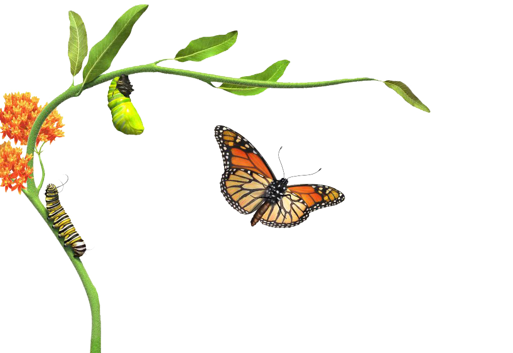 butterfly life cycle