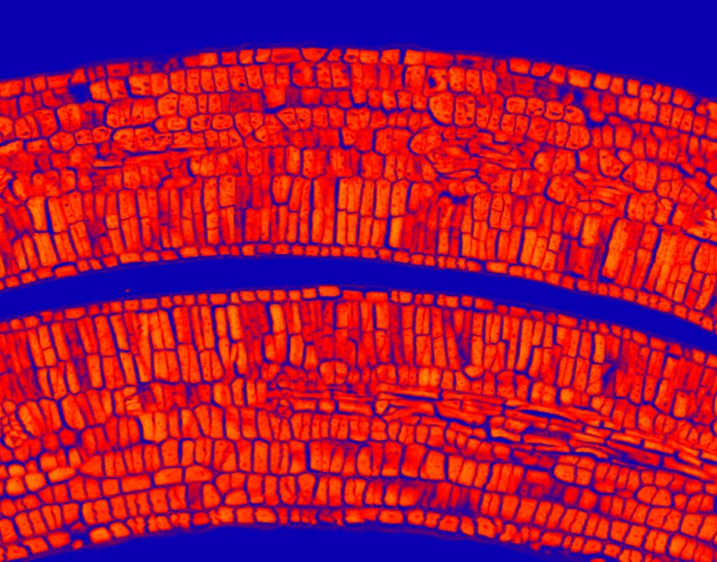 Artiscopic