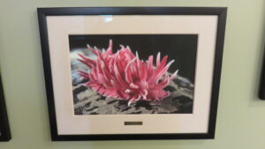 A framed photograph of a bright pink nudibranch.