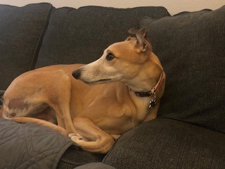 A greyhound dog sitting curled up on a couch, looking to the left of the frame.