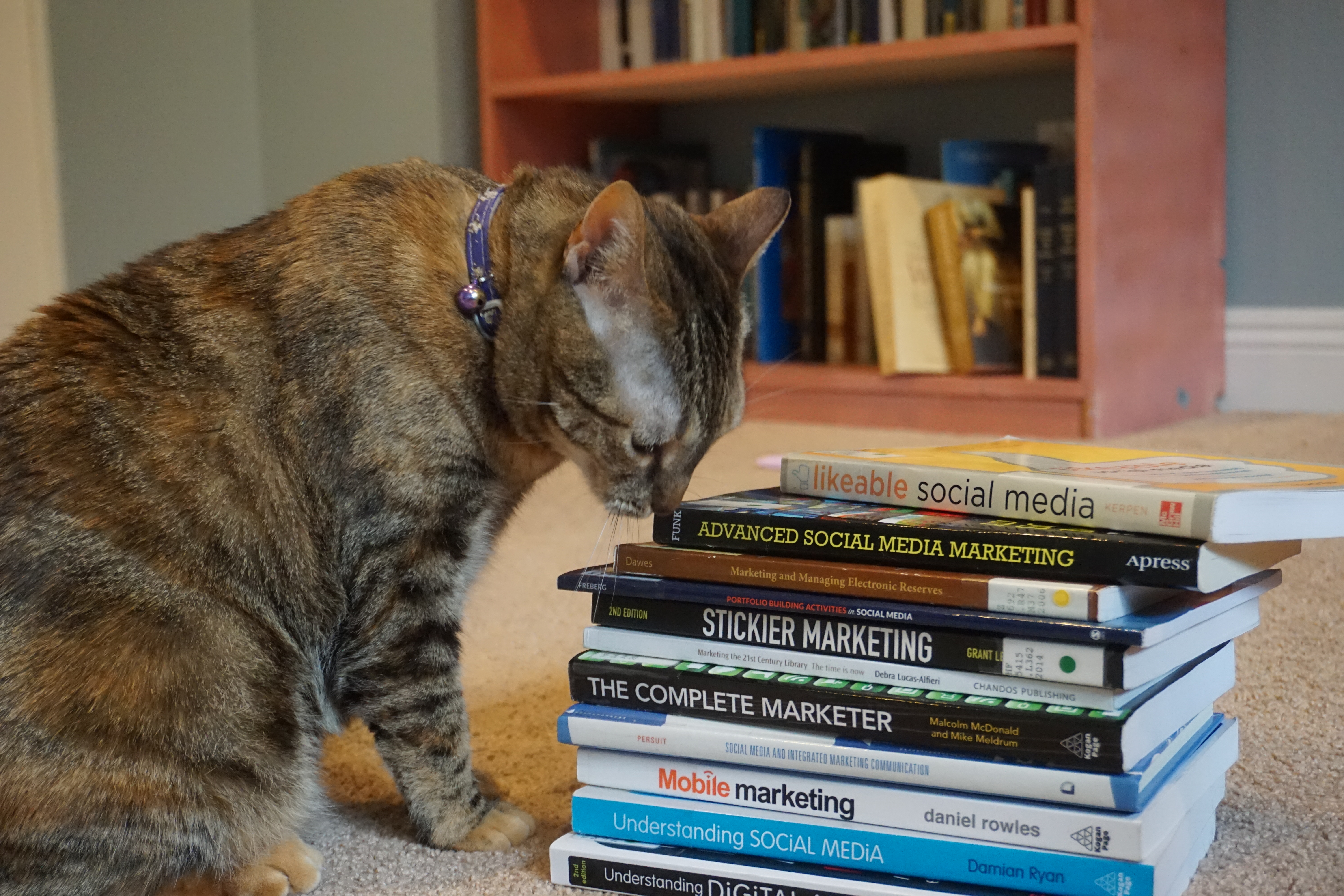 A gray, black, and brown tabby cat sniffing a stack of books on the floor. The stack of books has their spine facing the camera. From top to bottom, the titles of the books are Likeable Social Media, Advanced Social Media Marketing, Marketing and Managing Electronic Reserves, Portfolio Building Activities in Social Media, Stickier Marketing, Marketing the 21st Century Library, The Complete Marketer, Social Media and Integrated Marketing Communication, Mobile Marketing, Understanding Social Media, and Understanding Digital Marketing