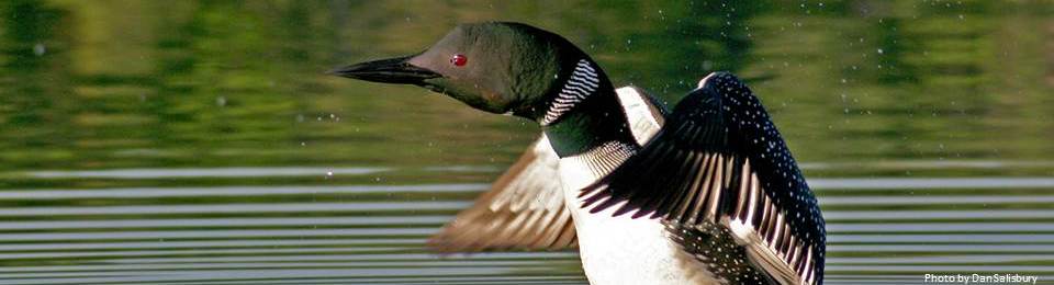 A Great Lakes Loon.