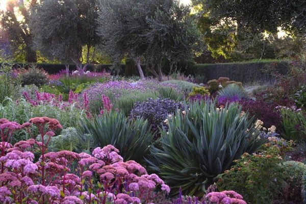 Desert garden