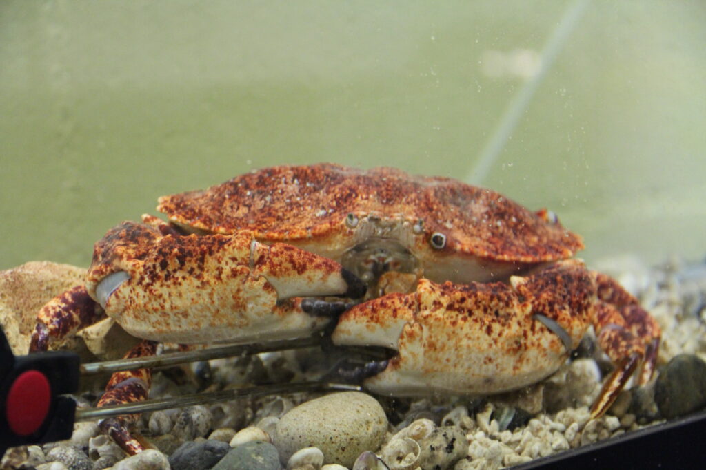 A Crab