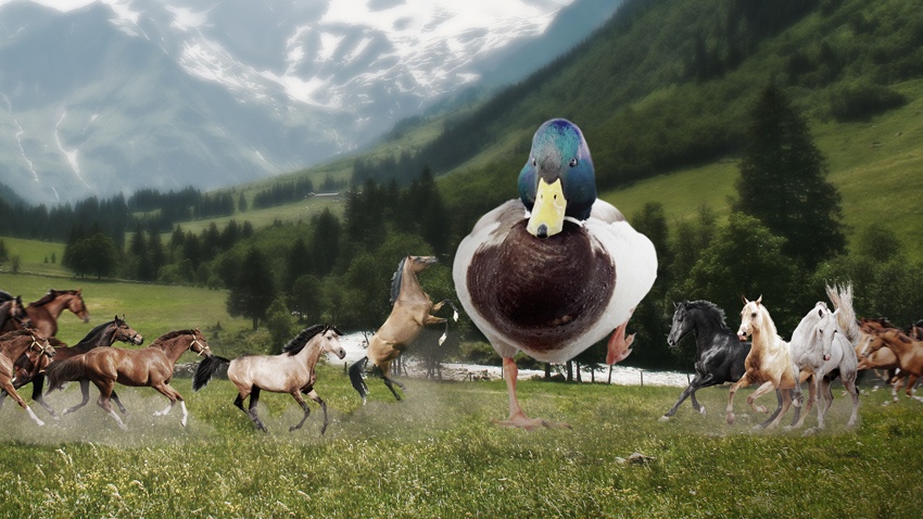 Ducks stomping horses