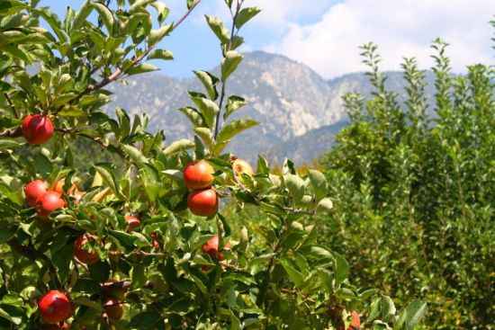 Apples on a tree