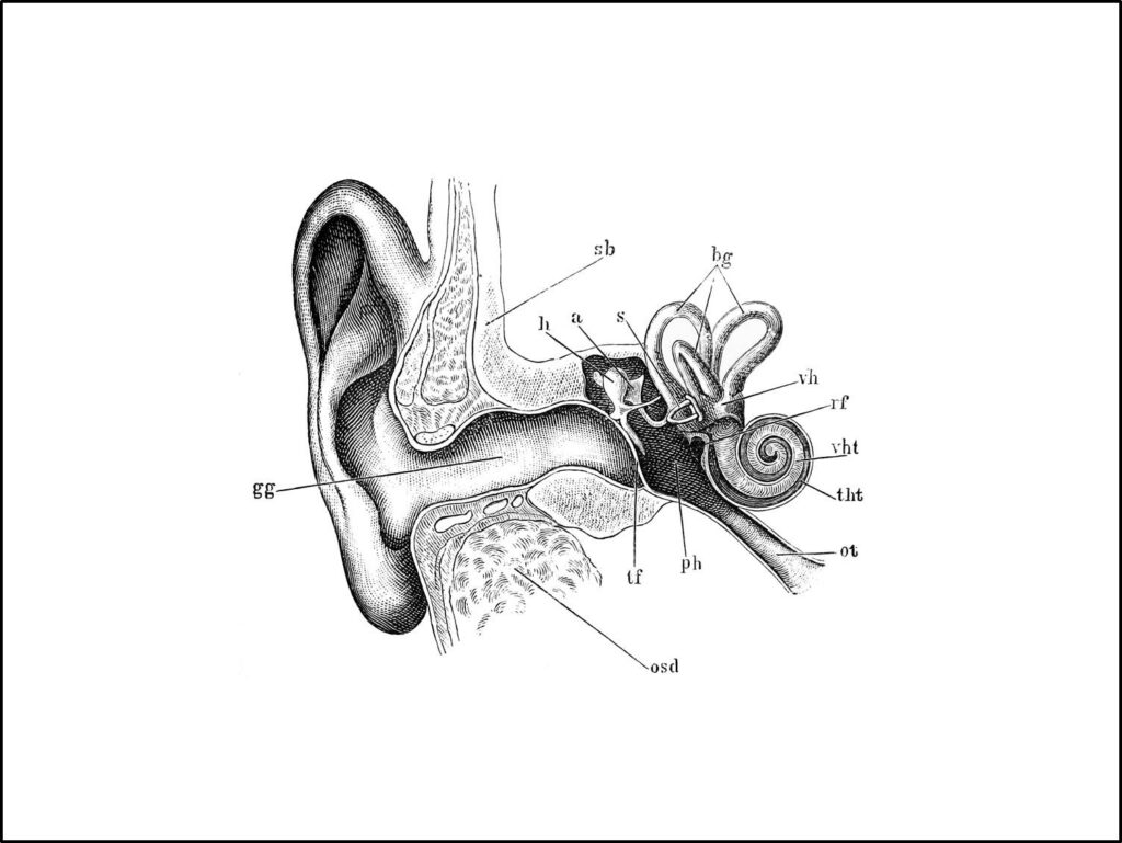 Ear diagram