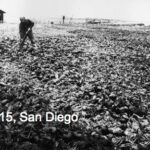 Field of Lobsters in San Diego