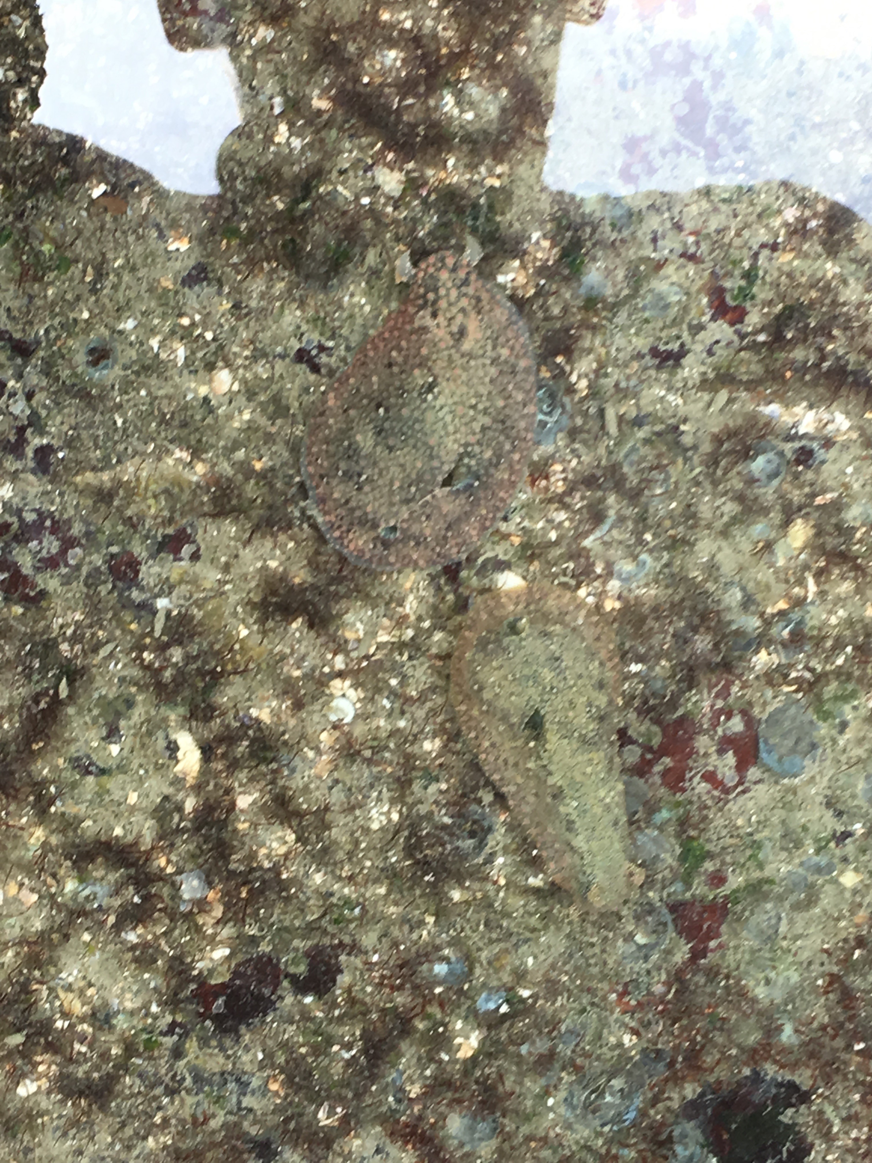 Dolabrifera grazing on the floor of a tide pool