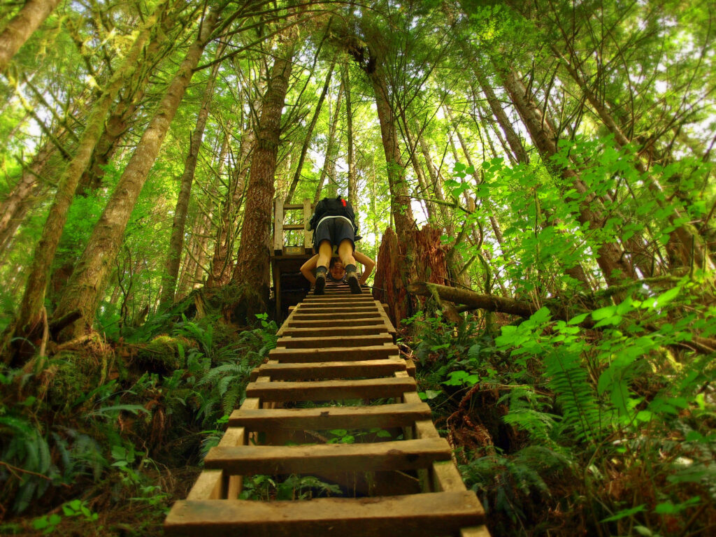 ladder in the forest