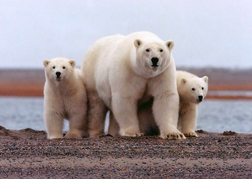 Science Blender: Biodiversity, Pizzly Bears and Grolar Bears