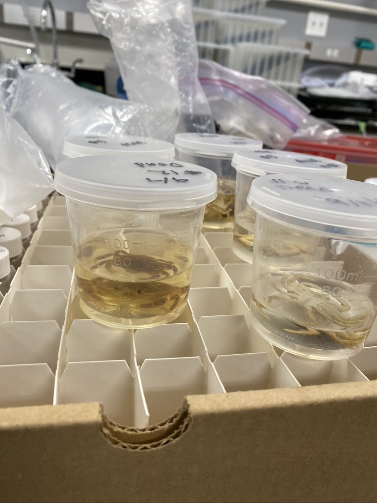 preserved crabs