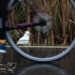 Wildlife in Upper Newport Bay in Newport Beach