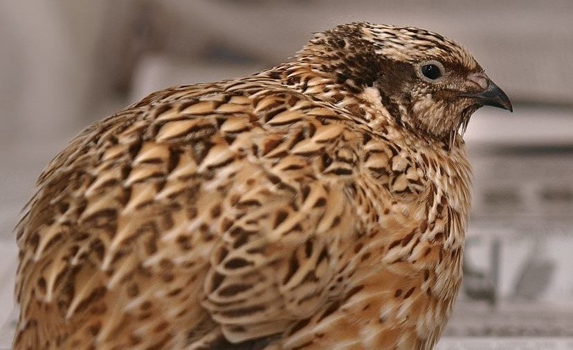 Japanese Quail