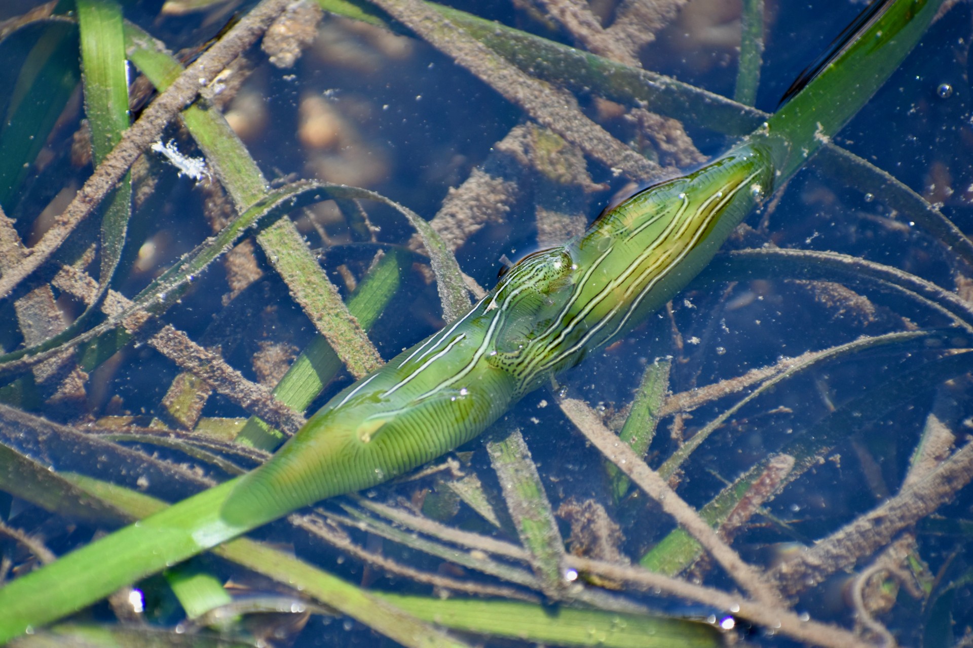 Picture of a Sea Slug