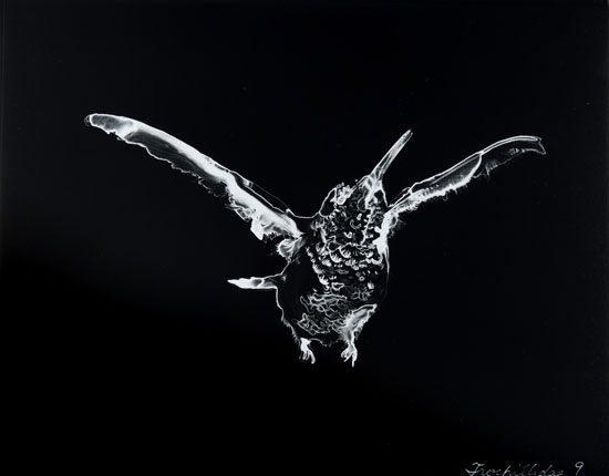 Bird flying.