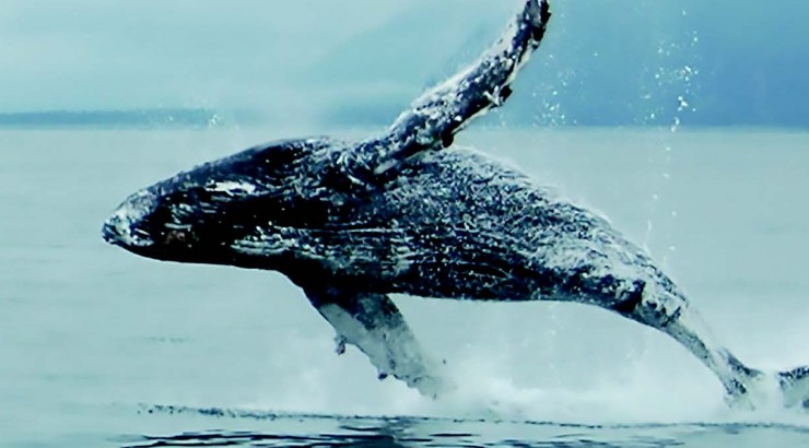 whale breaching the water