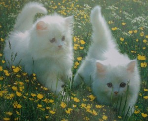 Two kittens in grass.