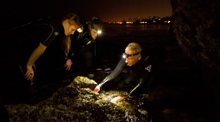 Professor Bill Wright and marine biology students study limpets off Laguna Beach.