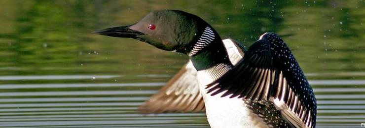 A Great Lakes Loon.