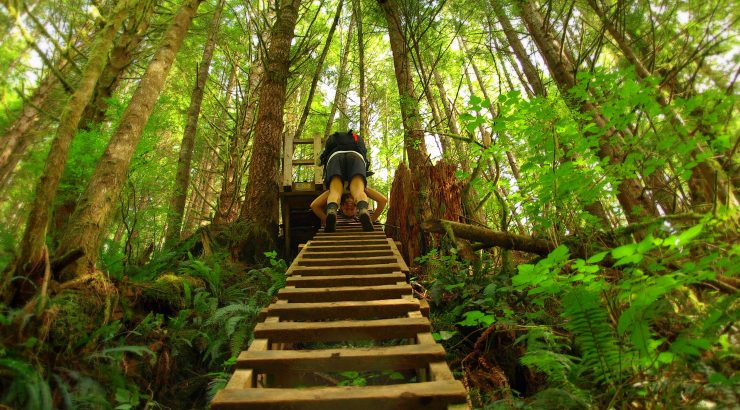 ladder in the forest