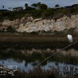 Wildlife in Upper Newport Bay in Newport Beach