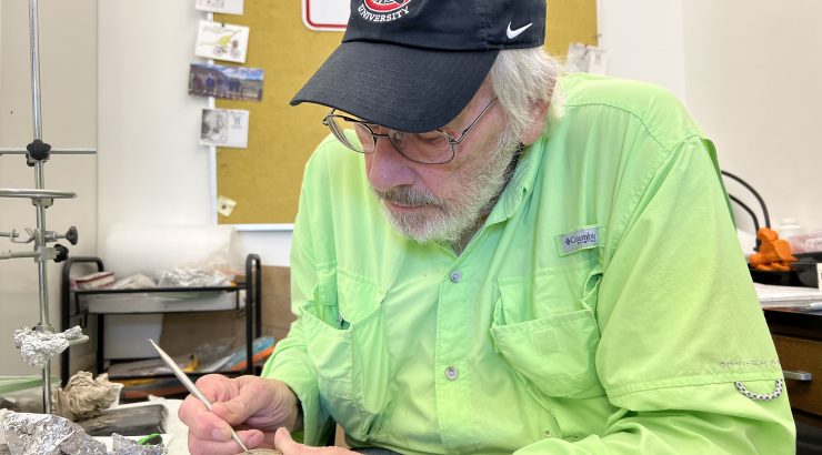 Jack Horner cleans a fossil.