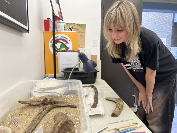 Student inspects bone specimens.