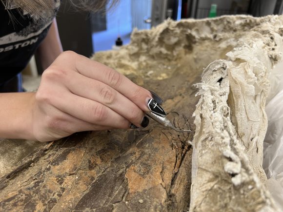 A hand cleans a fossilized femur with a dental pick