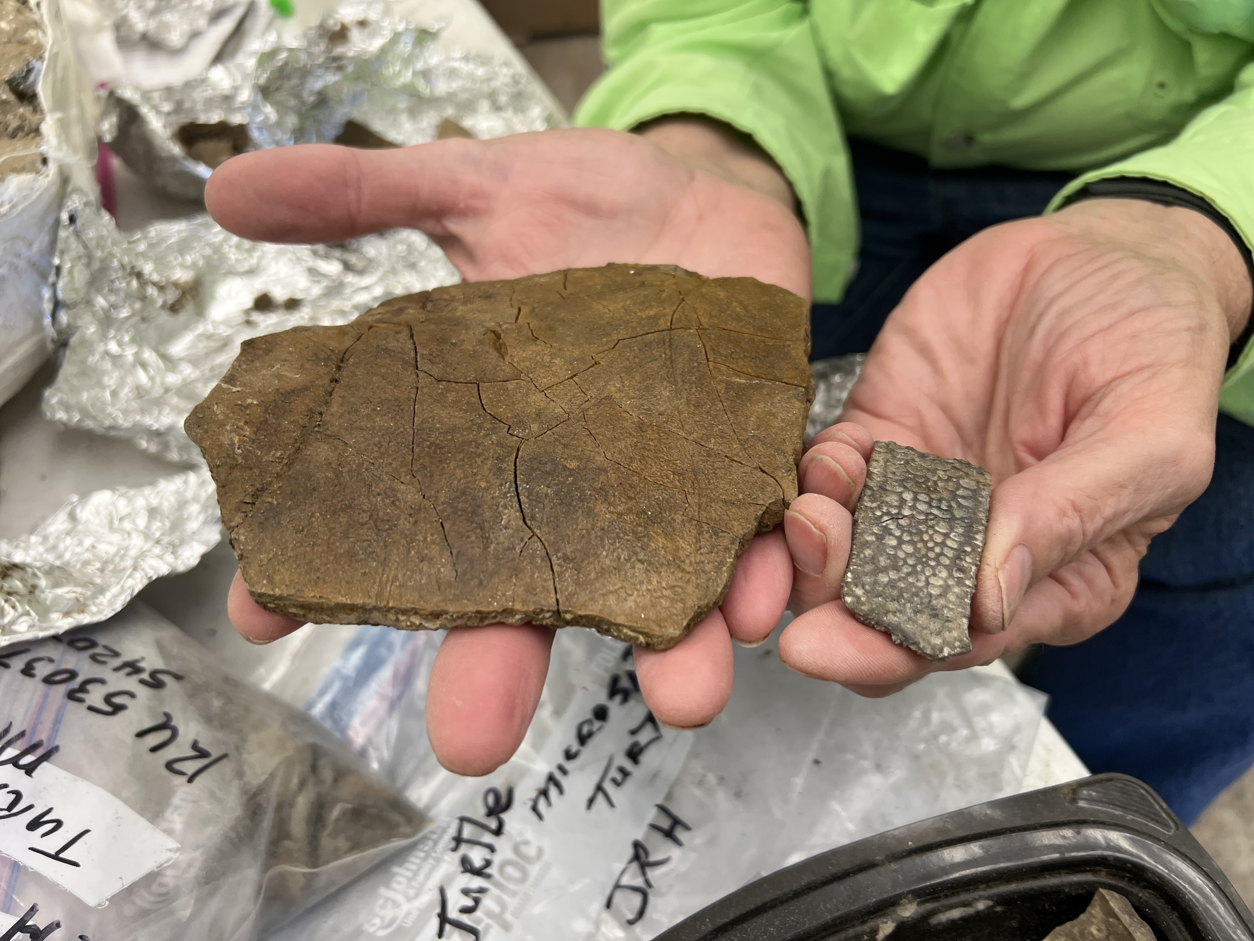 Hands holding fossilized turtle shells.
