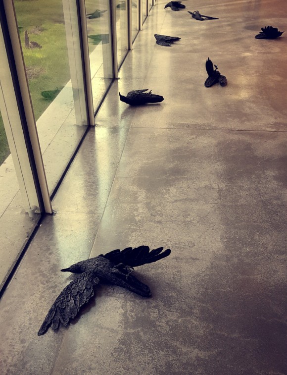Black crows on the ground