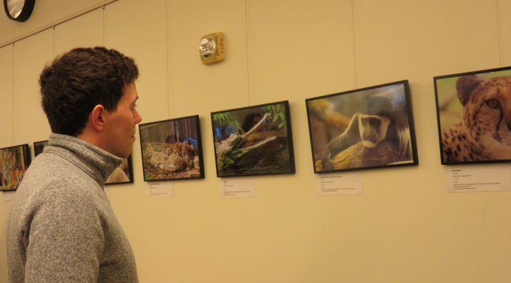 A young man stands looking at framed, displayed photos.