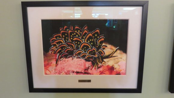 A framed photograph of a black and orange nudibranch.