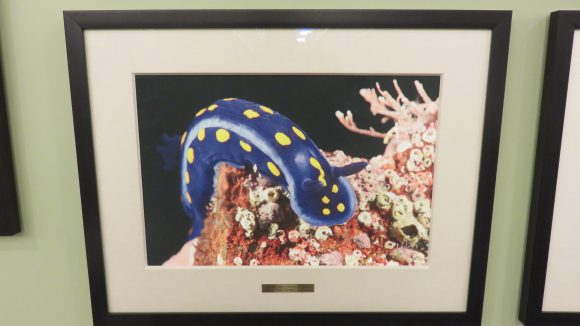 A framed photograph of a bright blue nudibranch.