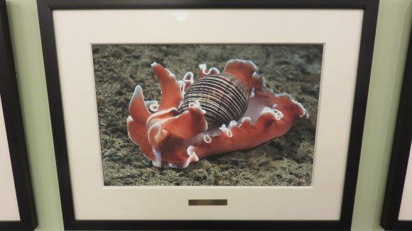 Framed photograph of an orange, black, and white nudibranch.
