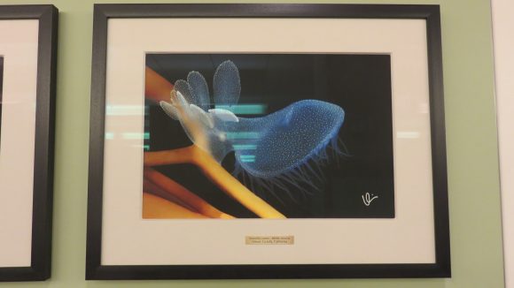 Framed photograph of a bright blue and orange nudibranch.