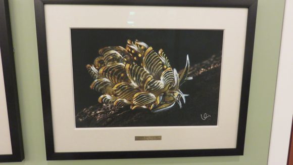 Framed photograph of a yellow, black, and white nudibranch.